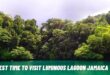 Best Time To Visit Luminous Lagoon Jamaica