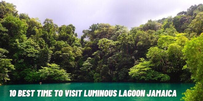 Best Time To Visit Luminous Lagoon Jamaica
