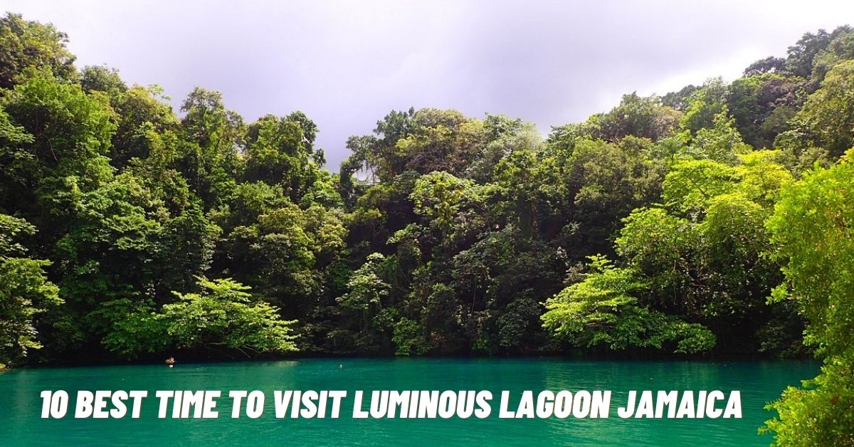 Best Time To Visit Luminous Lagoon Jamaica