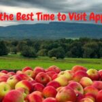 Best Time to Visit Apple Hill