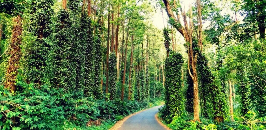 Yercaud-Best Places To Visit In February