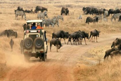 Safari Adventures in Kenya
